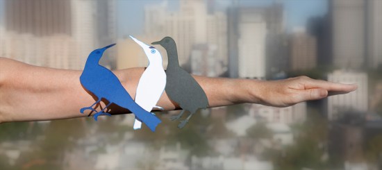 Birds of Darlinghurst (tawny-crowned honeyeater, azure kingfisher, little grebe)