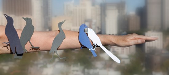 Birds of Darlinghurst (dollarbird, Australasian pipit, little bittern, indeterminable, emu wren)