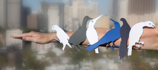 Birds of Darlinghurst (spotted pardalote, little grebe, azure kingfisher, tawny-crowned honeyeater, Eastern rosella, red goshawk)