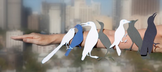 Birds of Darlinghurst (emu wren, indeterminable, tropic bird, little bittern, indeterminable, Australasian pipit, dollarbird)