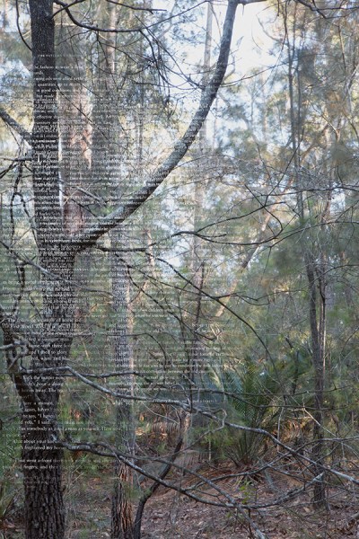 Trees, plants and principles